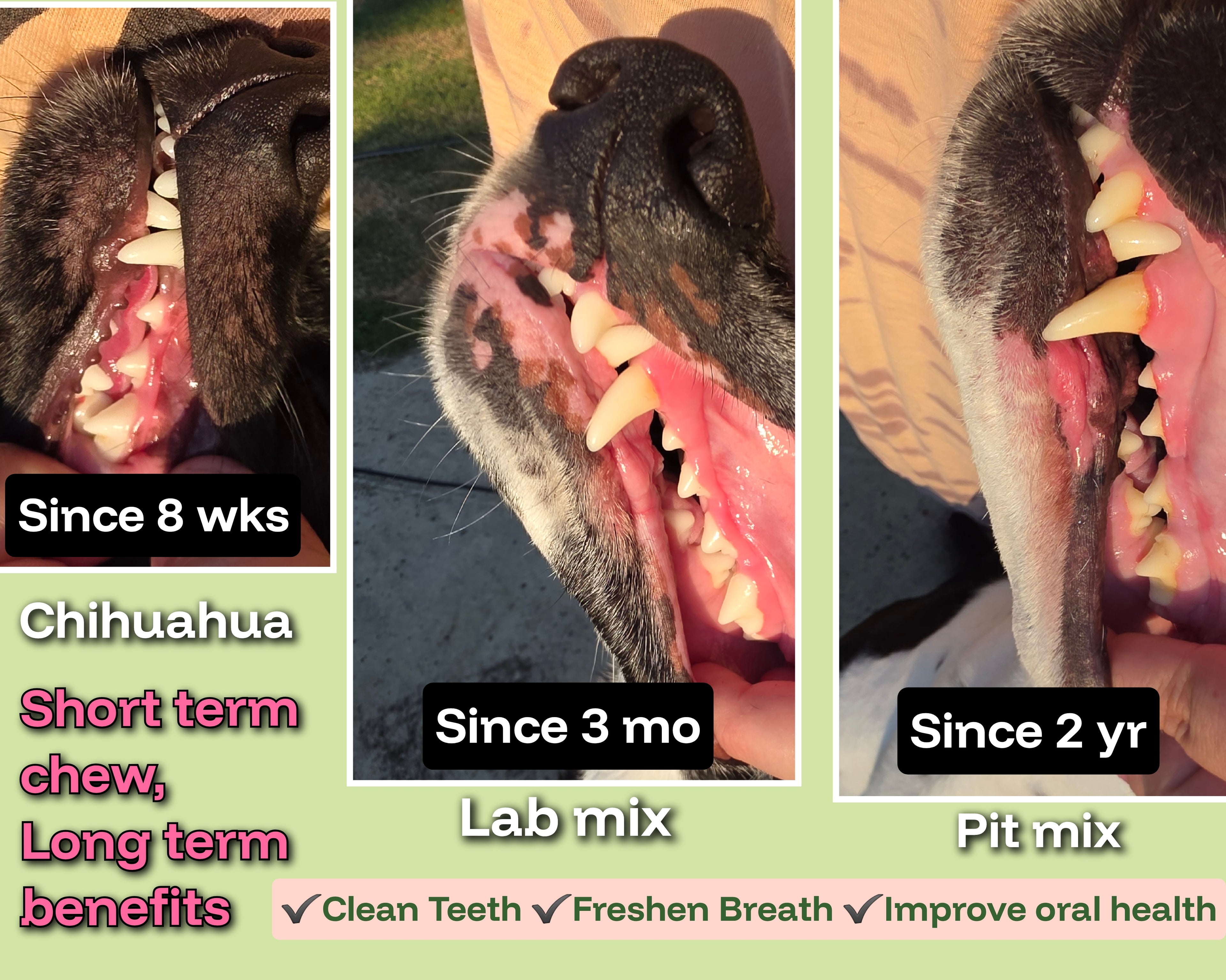 Dog Dental Chews